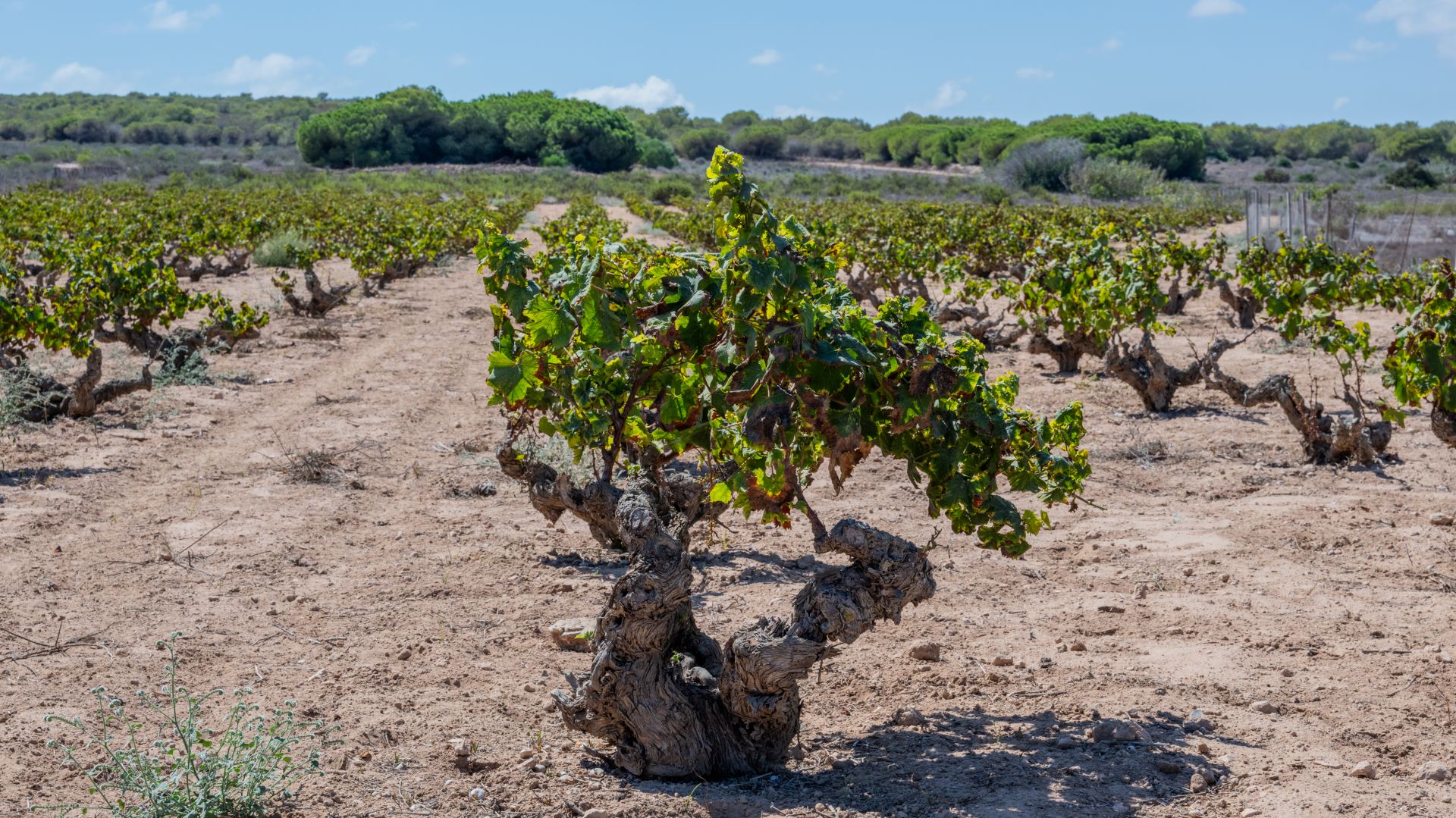 Viñedos del Parque Natural de las Lagunas de la Mata