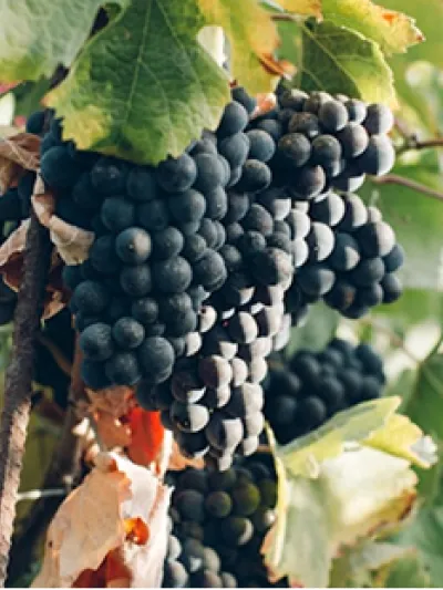 Un viñedo de arena y sal, imagen 3