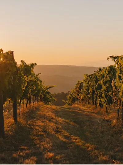 Un viñedo de arena y sal, imagen 2