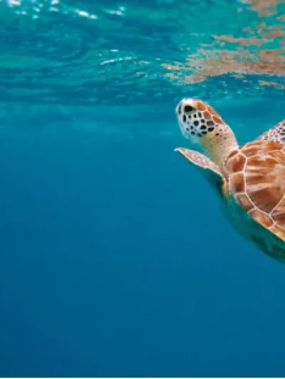 Card 3_Área profesional