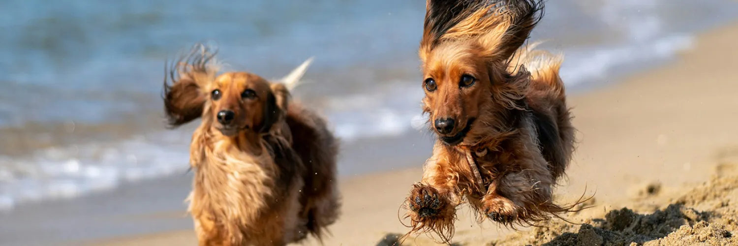 Banner con tu mascota Torrevieja